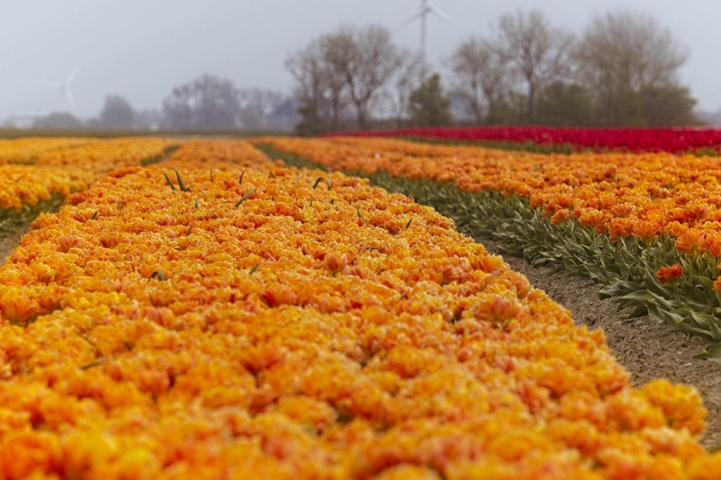 tulips, tulip, orange, flower wallpaper, tulip bulbs, flowers, nature, spring, beautiful flowers, netherlands, flora, flower background, holland, bulb